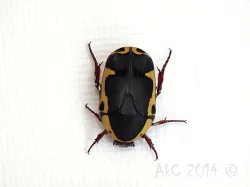 Pachnoda sinuata flaviventris